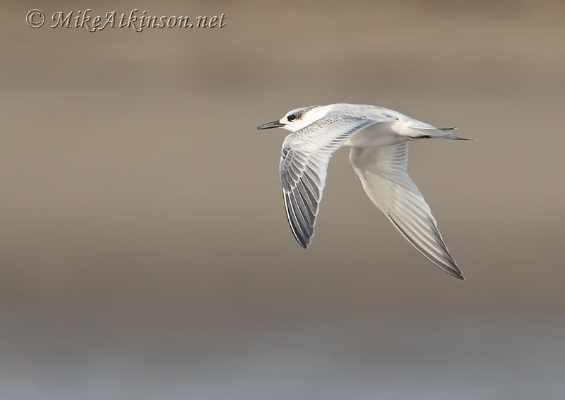 Sandwich Tern