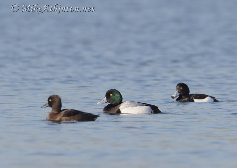 Scaup