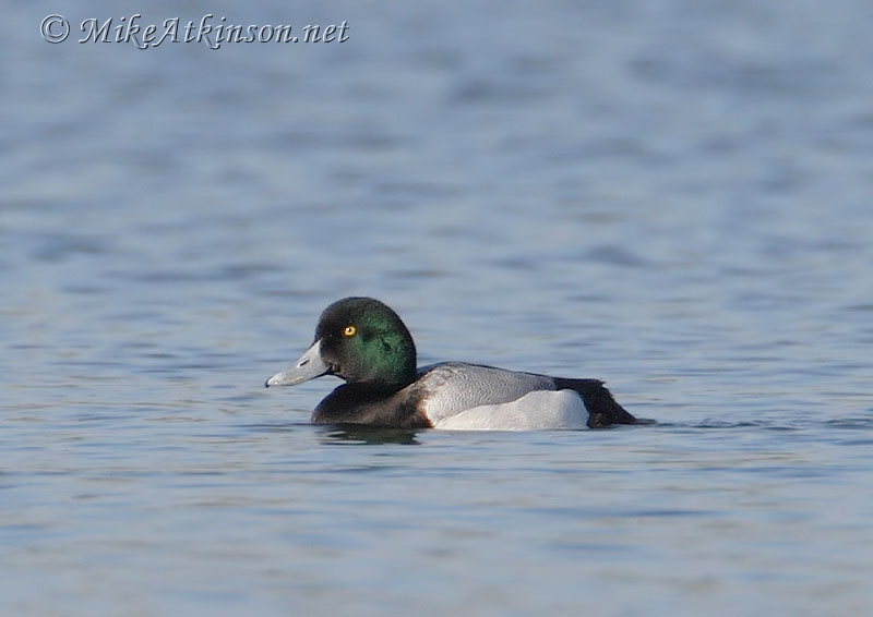 Scaup