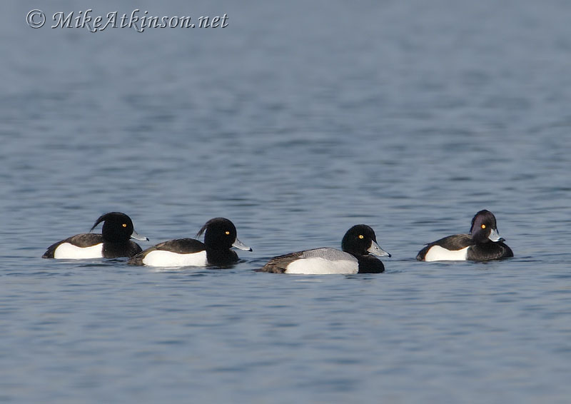 Scaup