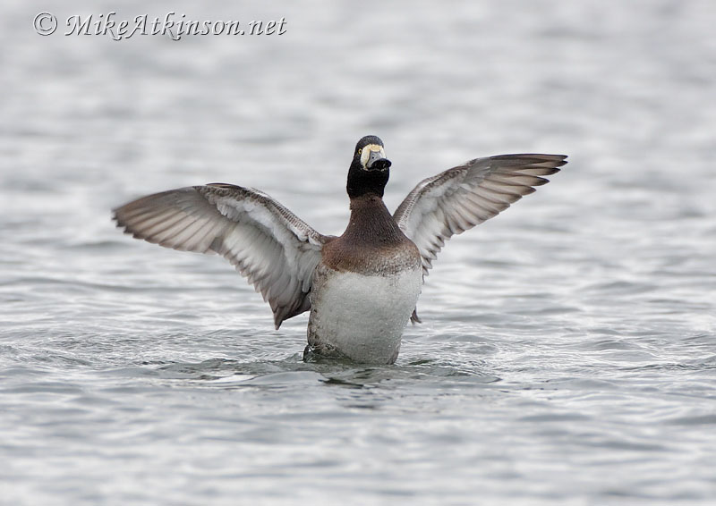 Scaup