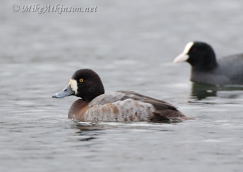 Scaup