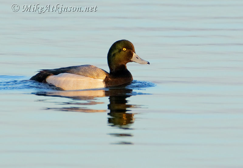 Scaup