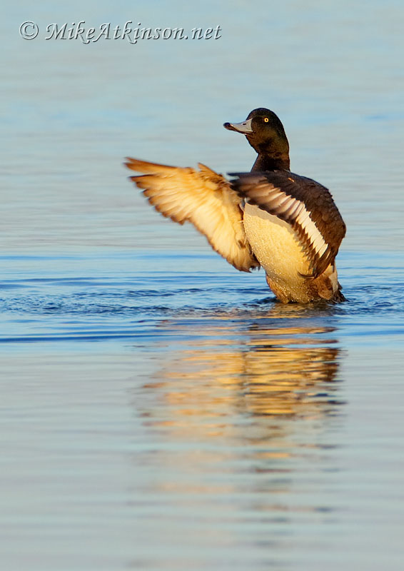 Scaup