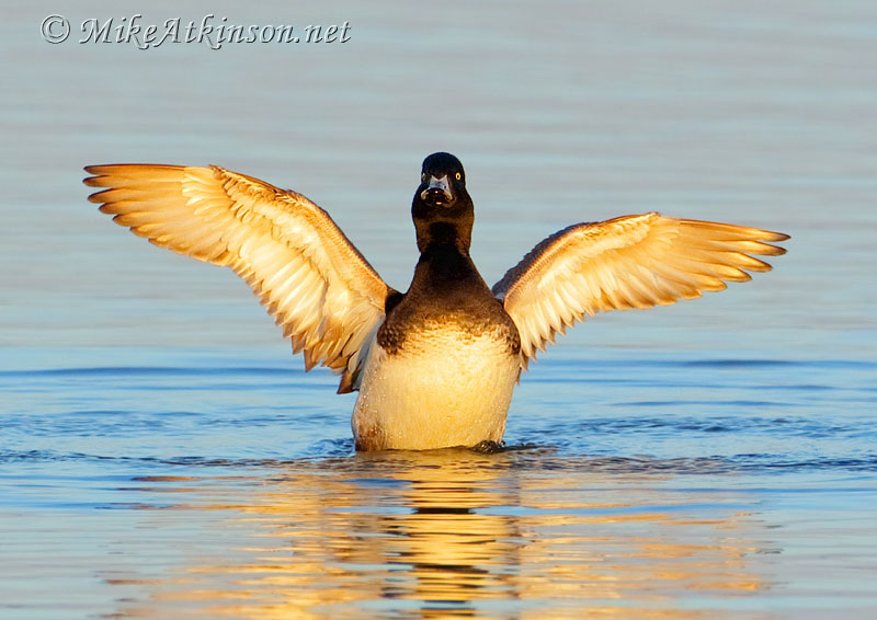 Scaup