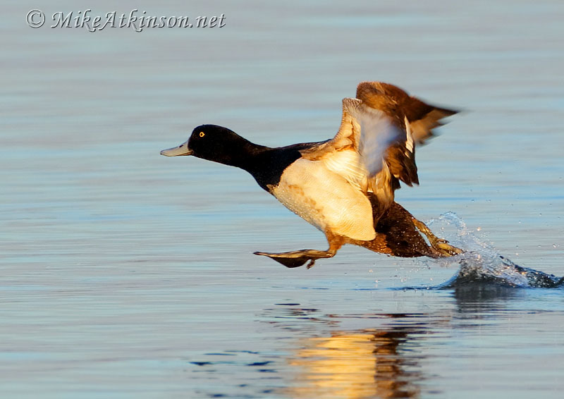 Scaup
