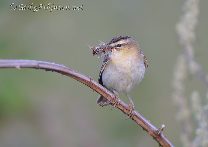 Sedge Warbler
