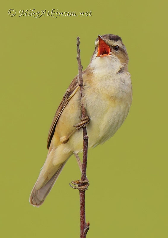 Sedge Warbler