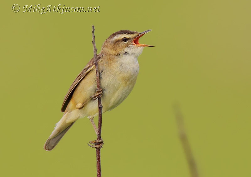 Sedge Warbler
