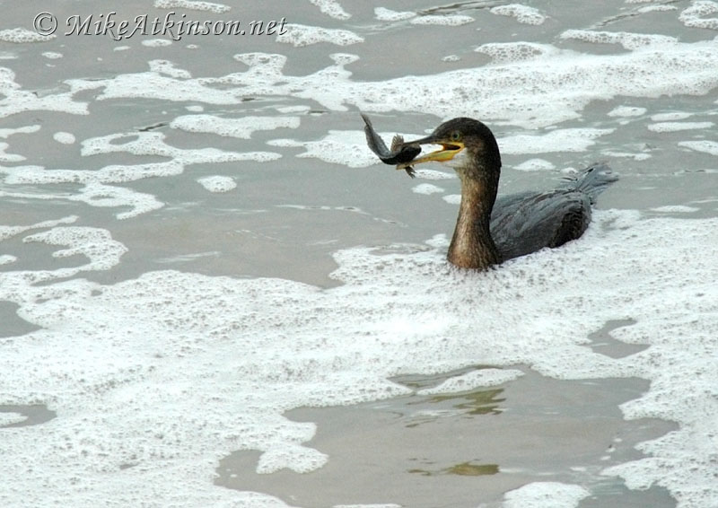 Shag