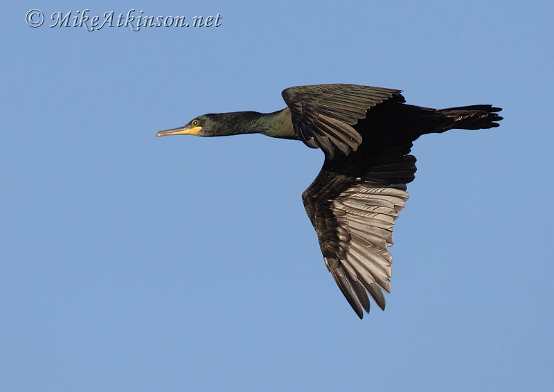 Shag