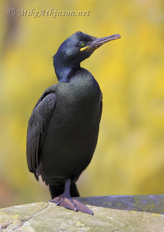 Shag