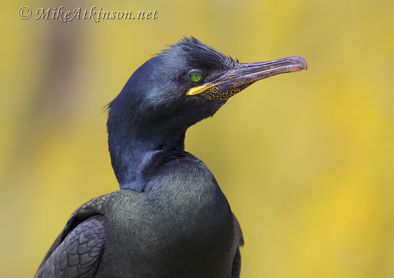Shag