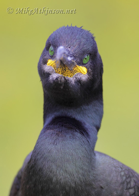 Shag