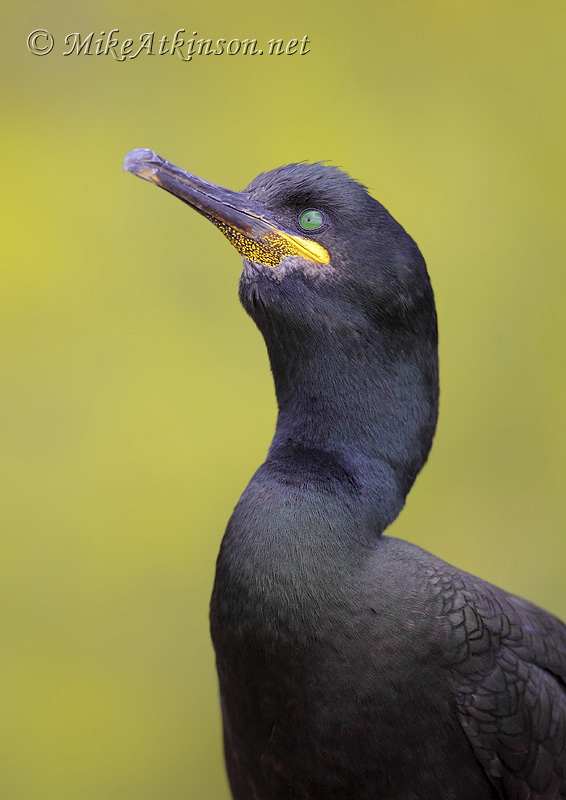 Shag