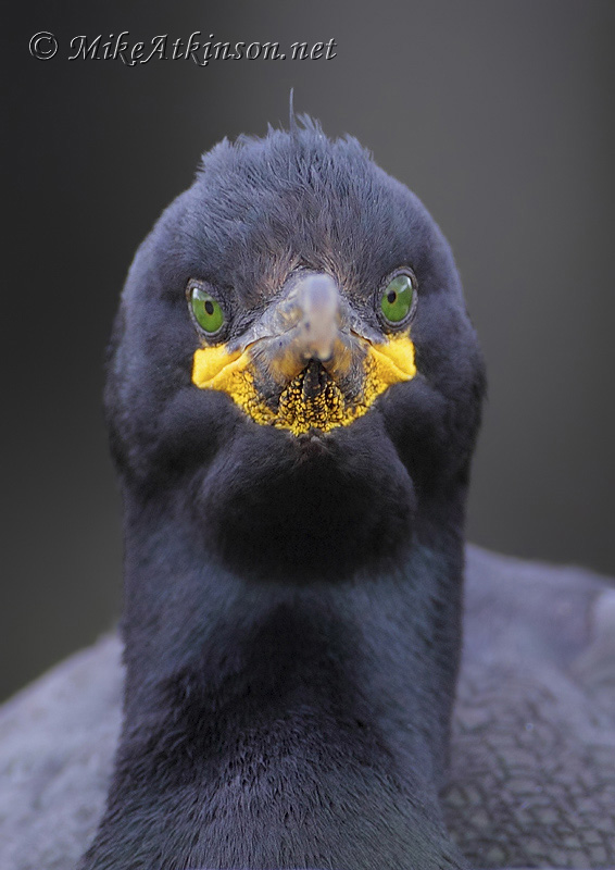 Shag