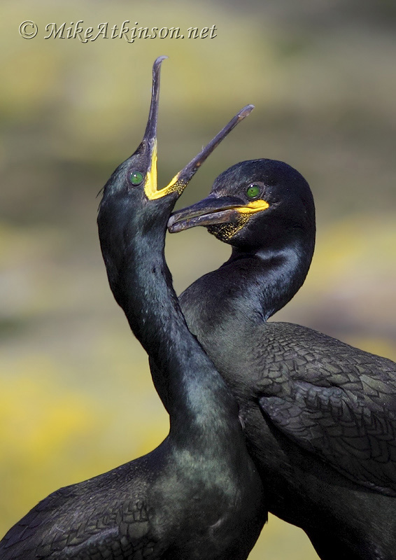 Shag