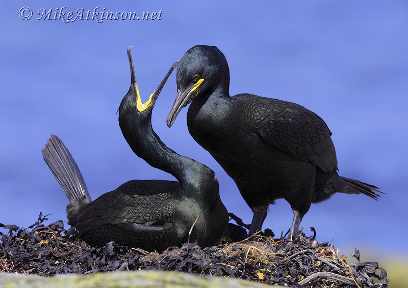 Shag