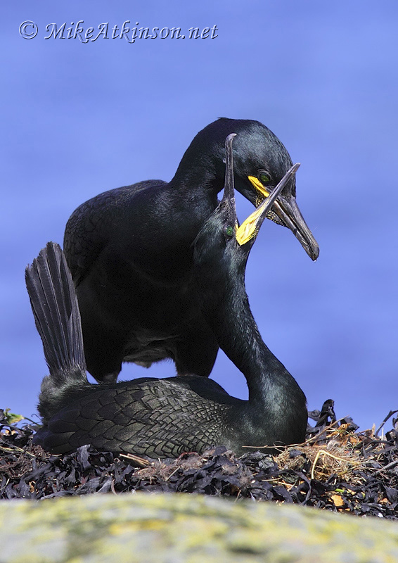 Shag