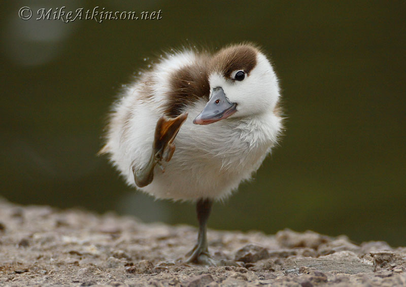 Shelduck (captive bird)