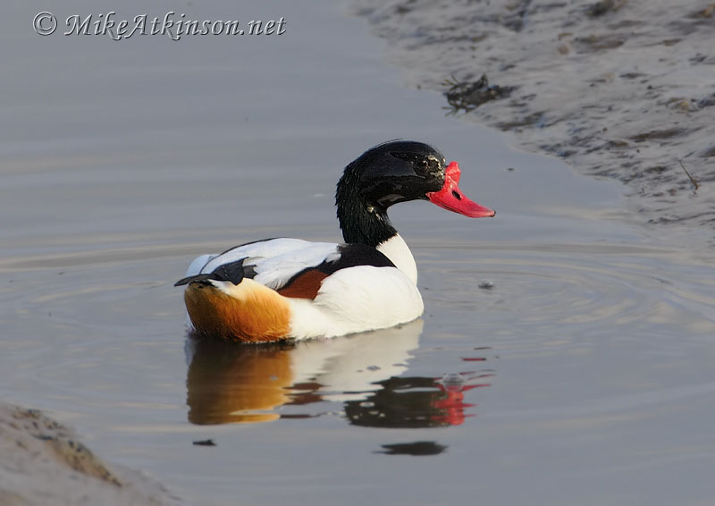 Shelduck