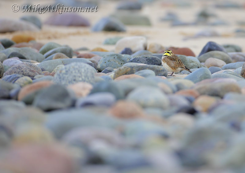 ShoreLark
