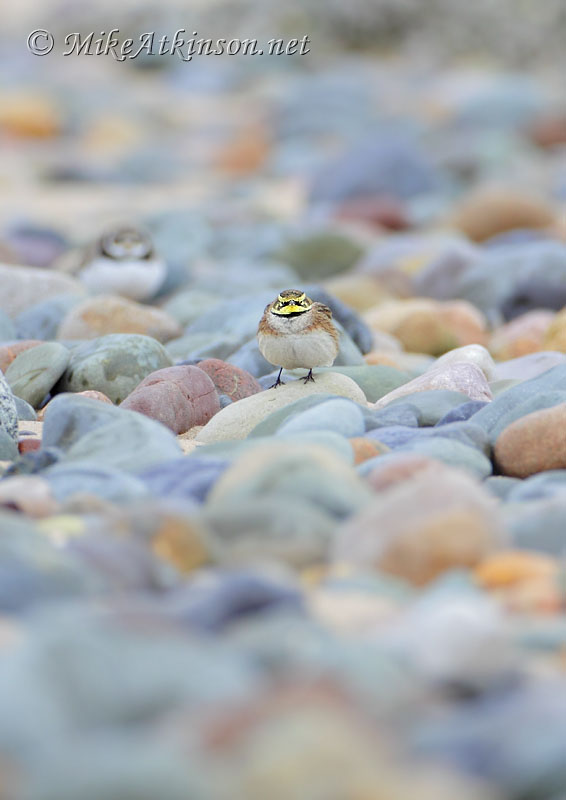 ShoreLark