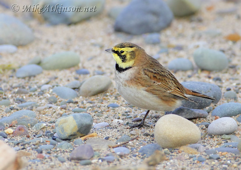 ShoreLark