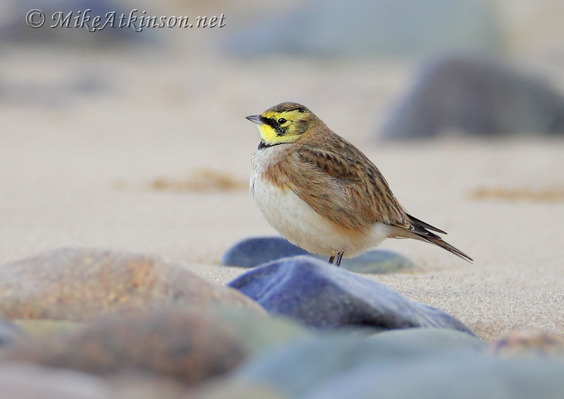ShoreLark