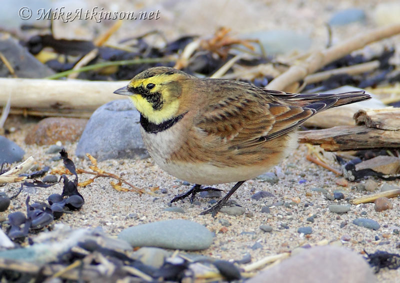 ShoreLark