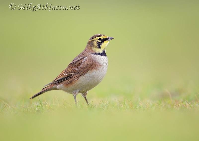 ShoreLark
