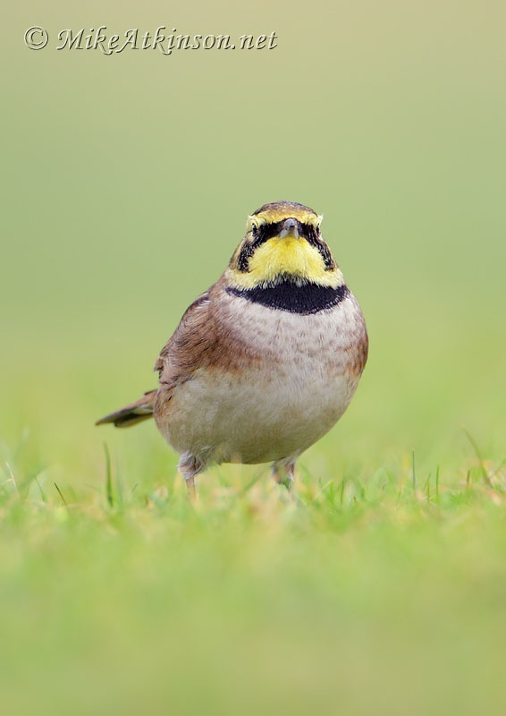ShoreLark