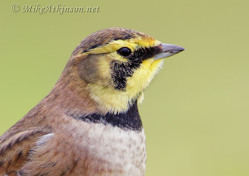 ShoreLark