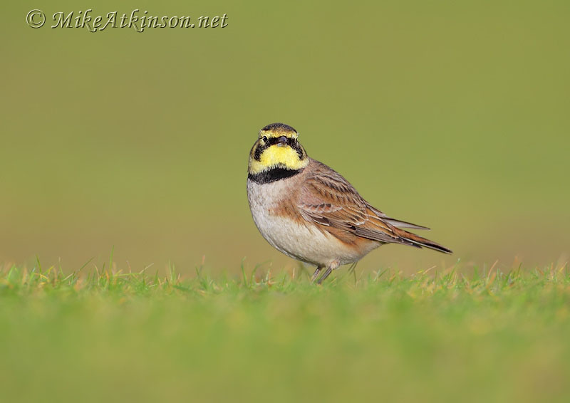 ShoreLark