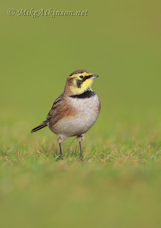 ShoreLark