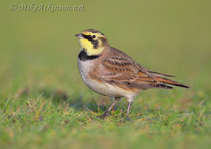 ShoreLark