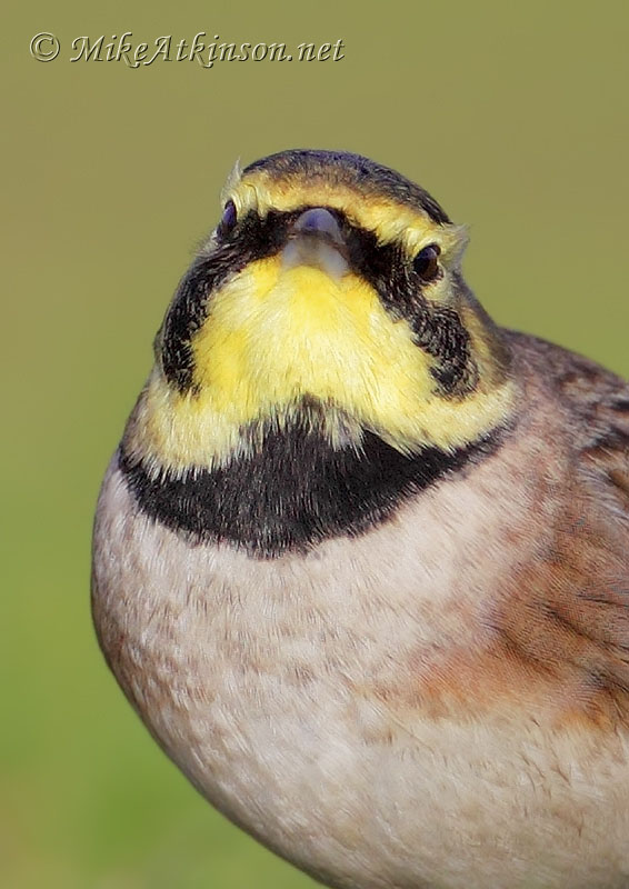 ShoreLark