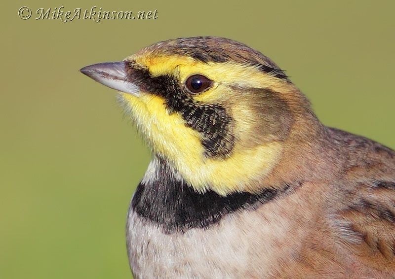 ShoreLark
