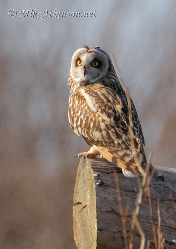 Short-eared Owl