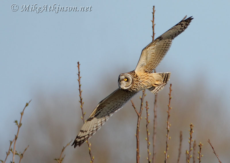 Short-eared Owl