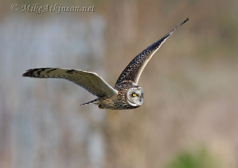 Short-eared Owl