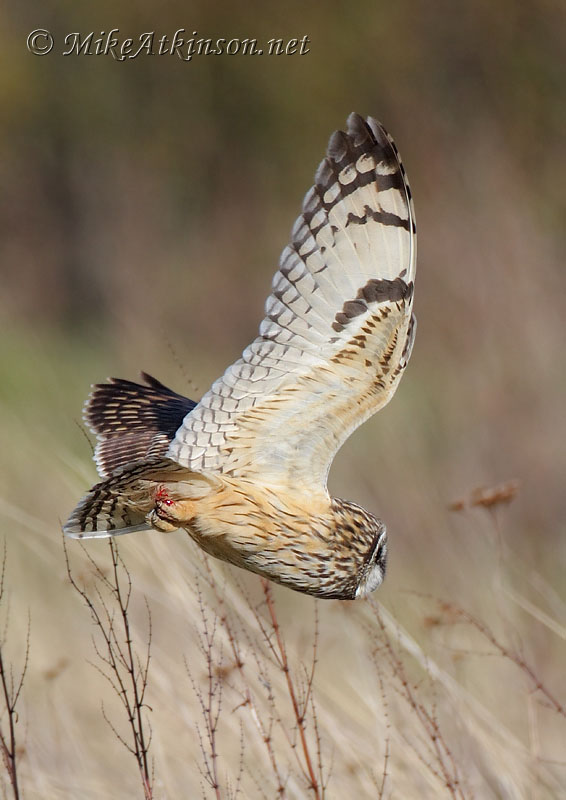 Short-eared Owl