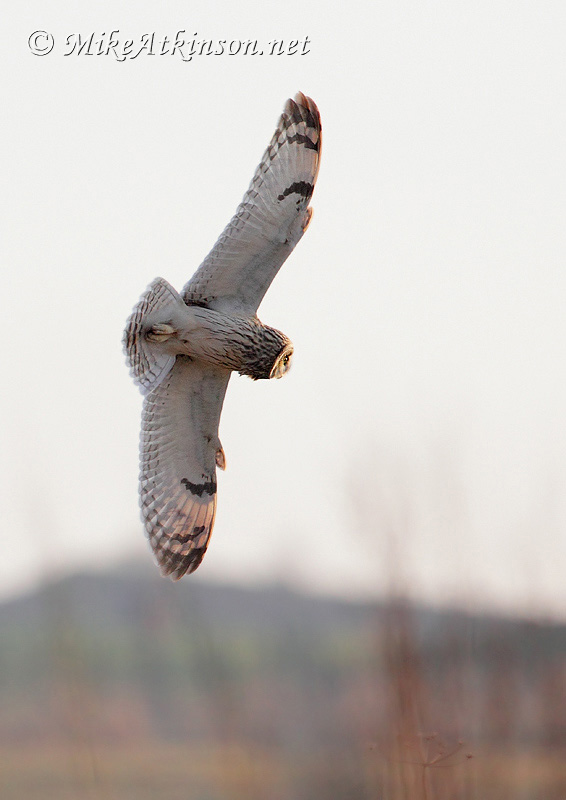 Short-eared Owl