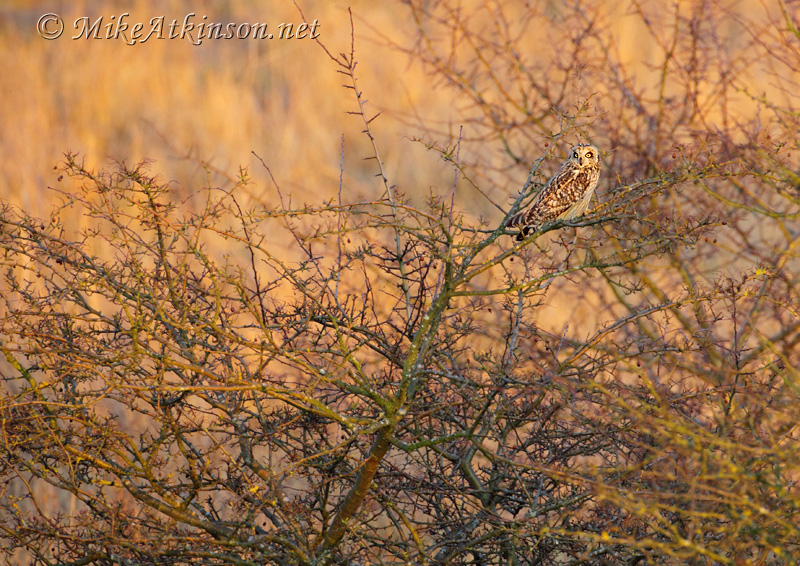 Short-eared Owl