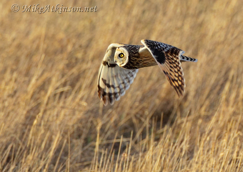 Short-eared Owl
