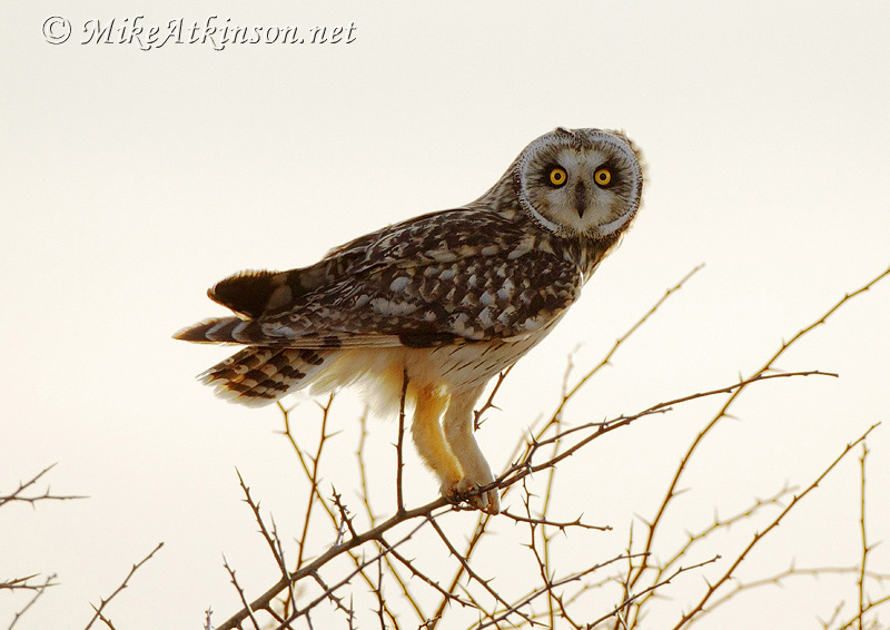 Short-eared Owl