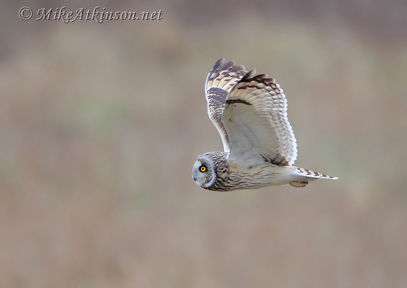 Short-eared Owl