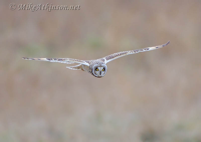 Short-eared Owl
