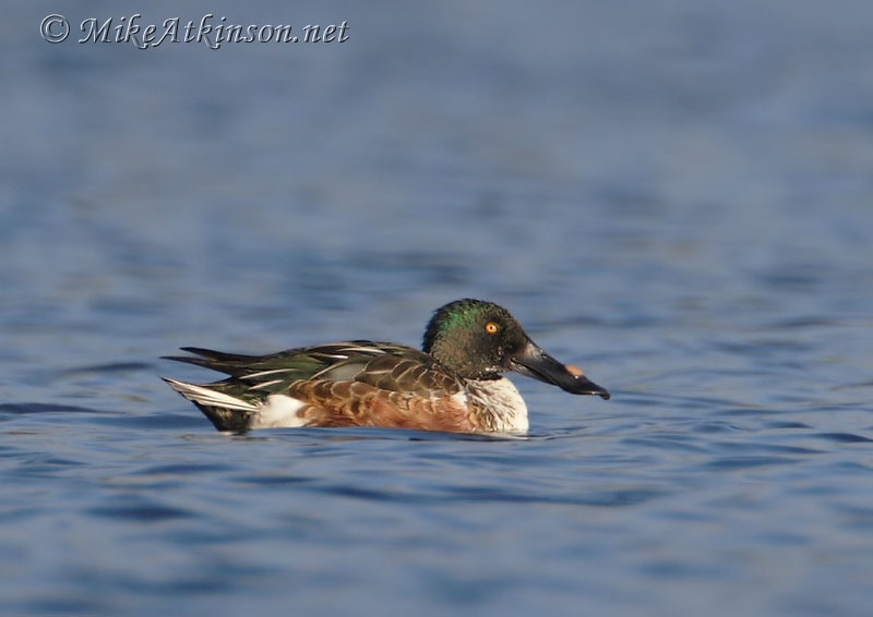 Shoveler