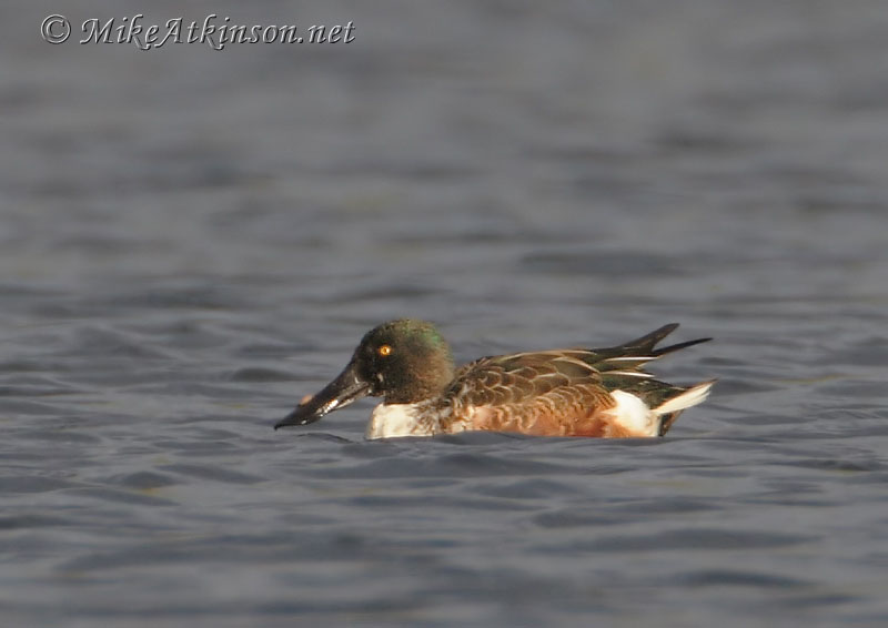 Shoveler